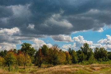 Obraz premium Autumn October Deciduous Forest on Blue Sky Background and White Clouds.