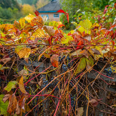 Bright Autumn Foliage and Clusters of Ripe Grapes.