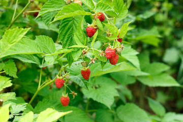 Ripe raspberry berries on the branches in the garden