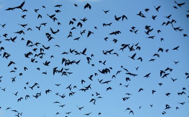 many birds flying in the blue sky