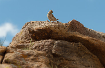 Bird on rock in Mongolian Gobi Desert
