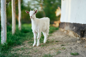 white goat on a meadow