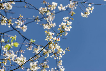 Cherry blossoms in Nalchik, capital of  Kabardino-Balkaria, Russian Federation.