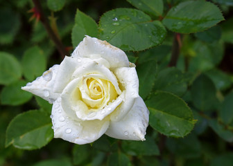 White rose with dew drops on petals in summer garden. Colorful background with copy space for greeting card. Selective focus, shallow DOF