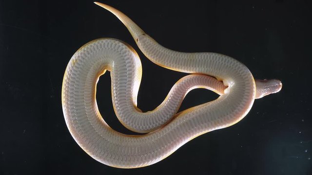 Footage of albino royal phyton, camera rushed down