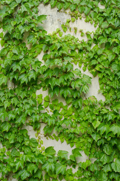 Abstract plant wall background, The Green creeper plant on grunge old house wall © manitu_gluk