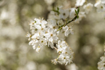 Cherry blossoms in Nalchik, capital of  Kabardino-Balkaria, Russian Federation.
