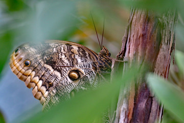 Close up Schmetterling Butterfly Bananenfalter