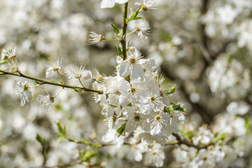 Cherry blossoms in Nalchik, capital of  Kabardino-Balkaria, Russian Federation.