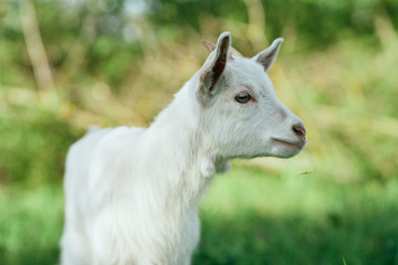 goat on pasture