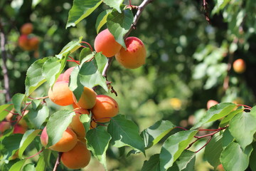 branch of the ripe apricots in the orchard