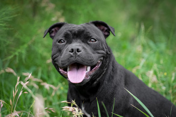 portrait of black staffordshire bull terrier on the background of green trees in the park - obrazy, fototapety, plakaty