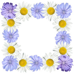 Beautiful floral pattern of chamomile and chicory. Isolated