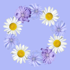 Beautiful floral circle of chamomile and chicory. Isolated