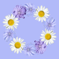 Fototapeta premium Beautiful floral circle of chamomile and chicory. Isolated