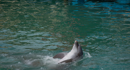 Dolphin smile in water. Cute dolphin smiling.