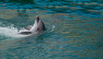 Dolphin smile in water. Cute dolphin smiling.