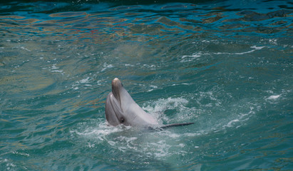 Dolphin smile in water. Cute dolphin smiling.