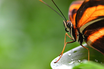 Close up Edelfalter Schmetterling Butterfly