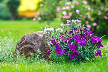 the small purple carnations in the garden in the backyard
