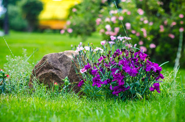 the small purple carnations in the garden in the backyard