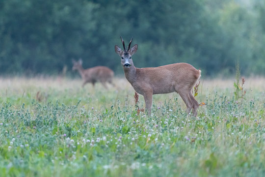roe deers on a field