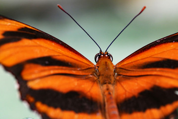 Close up Edelfalter Schmetterling Butterfly