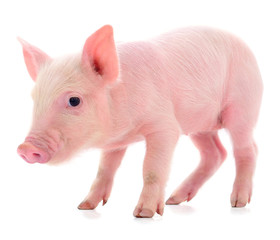 Small pink pig isolated.