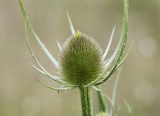 Dipsacus fullonum wild teasel stylized thistle that grows in moist areas with long pinched leaves in the calyx