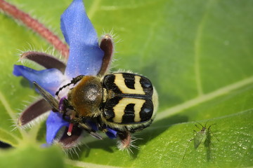Bee beetle