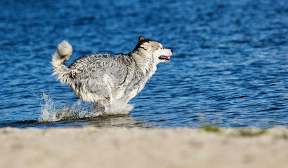 Alaskan Malamute dog runs on the beach by the sea in a spray of water