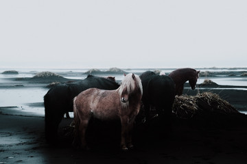 iceland horse - 279209535