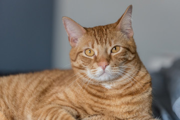 Cute Tabby cat showing great interest with eyes wide open with full attention.