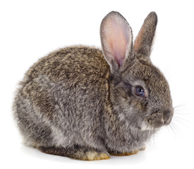 Gray rabbit isolated.