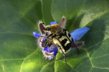 Bee beetle