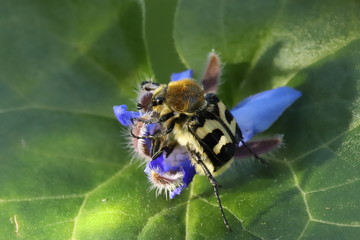 The bee beetle