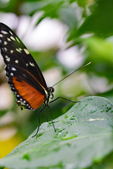 Close up Schmetterlinge Butterfly tropisch