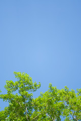 Green leaves and sky background. Fresh green leaves dense of Tilia or linden. tree and sky background vertical