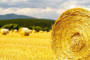 Straw bales on the field. After harvesting the grain in the summer.