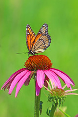 Viceroy butterfly on purple coneflower close-up