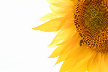 Closeup sunflower with bee on a white background.