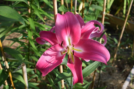 Lys Robina
