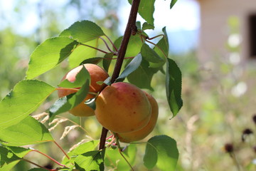 branch of the ripe apricots in the orchard