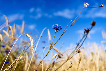 Kornblume vor blauem Himmel