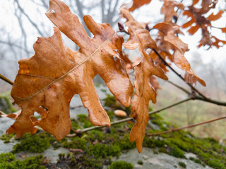 Branch with wet autumn leaves in foggy forest