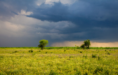 Fototapeta na wymiar Trees in the meadow, on dramatic stormy sky background