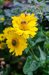 Yellow flower on a background of green grass, insects fly around