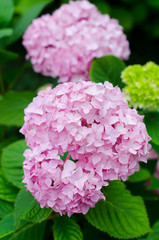 Pink hydrangea with green leaves background, close up.