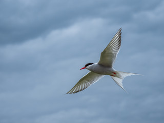 Atlantic tern in flight. ( Sterna paradisaea )