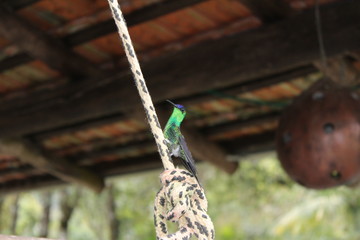 Hummingbird